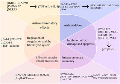 Pharmacological mechanisms by which baicalin ameliorates cardiovascular disease